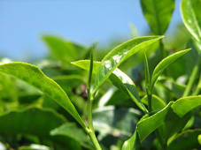 зеленый чай для похудения